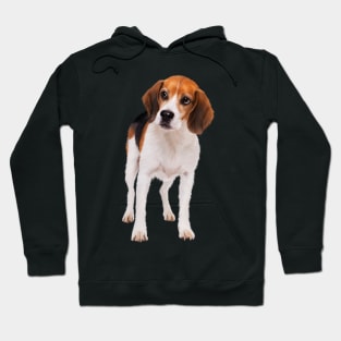 Beagle Dog, Love Beagle Dogs Hoodie